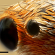 Imagen para el artículo titulado Fotografías macroscópicas tan nítidas que parecen irreales